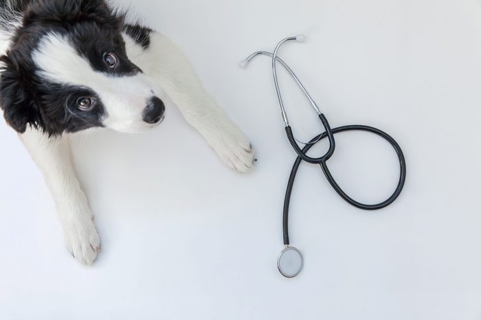 Puppy dog border collie and stethoscope isolated on white background. Little dog on reception at veterinary doctor in vet clinic. Pet health care and animals concept