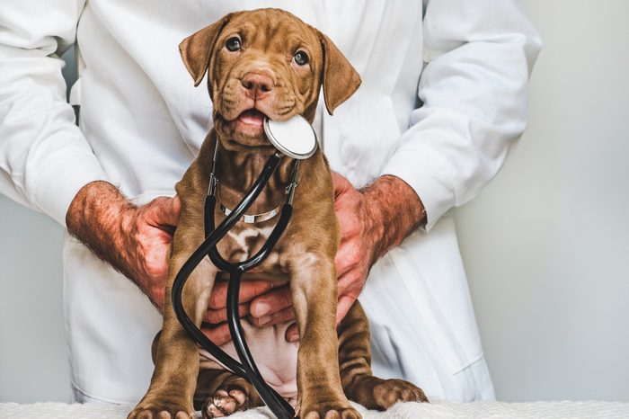 Young, charming puppy at the reception at the vet doctor. Close-up, isolated background. Studio photo. Concept of care, education, training and raising of animals