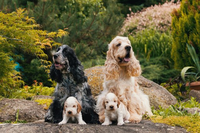 English Cocker Spaniel caring female and male mother with two small puppies, 24 days old dogs outdoor on garden rock. Mother love concept.