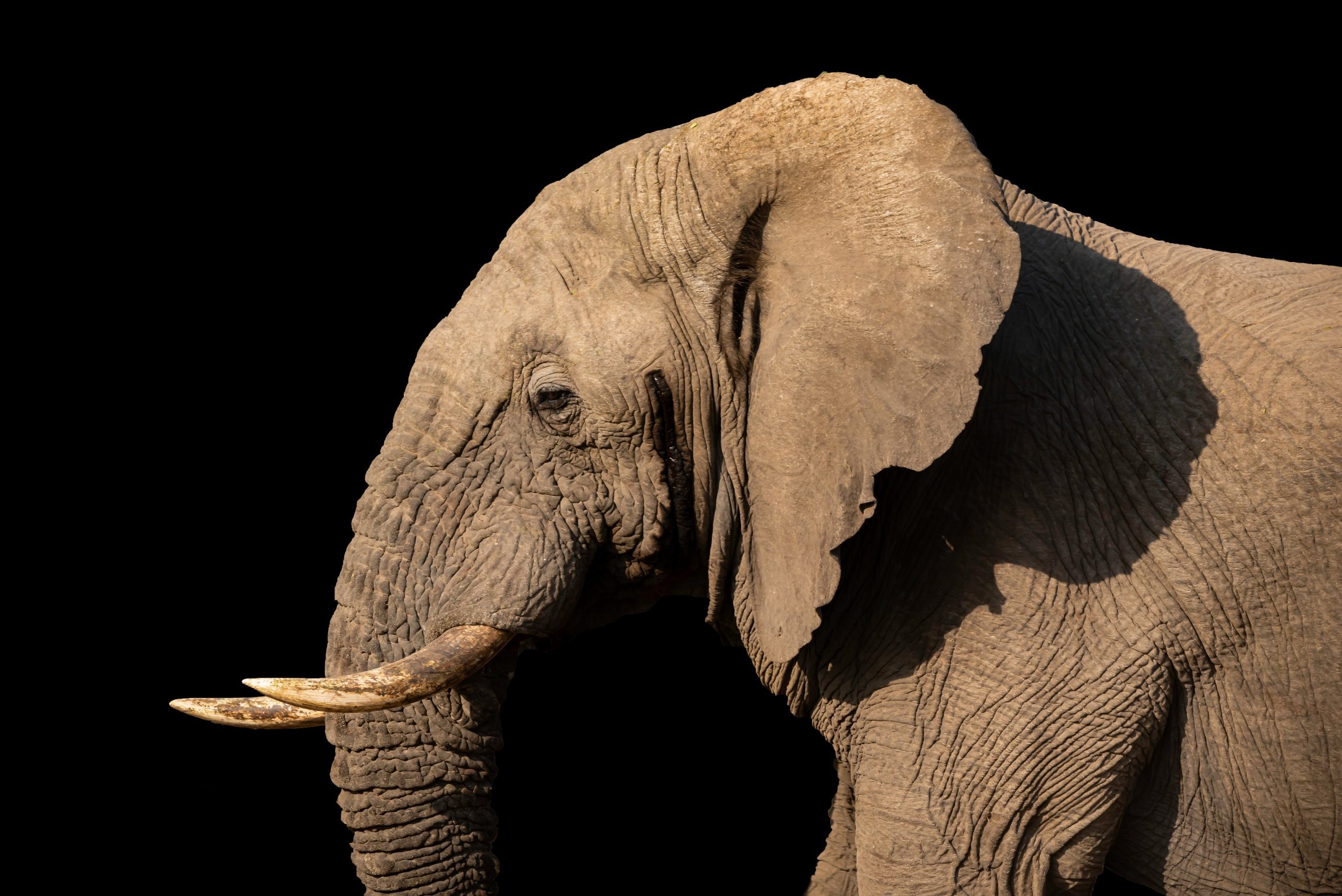 The Real Reasons Elephants Have Such Big Ears (It’s Not for Hearing)