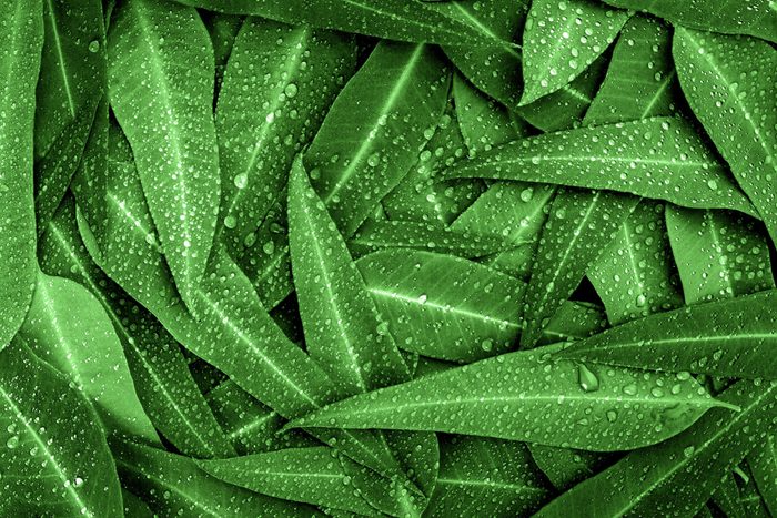 Nature green Eucalyptus leaves with raindrop background