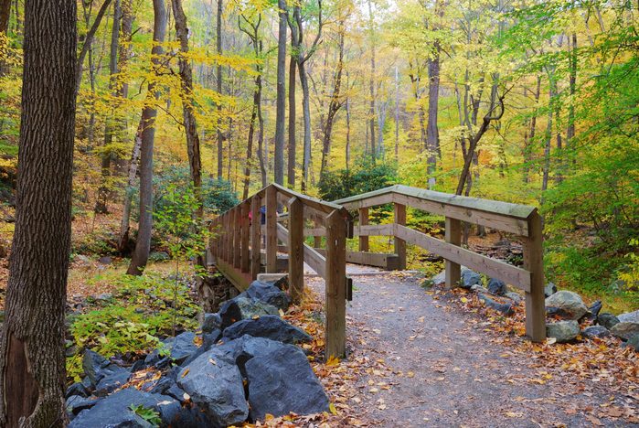 Autumn forest with wood bridge over creek in yellow maple forest with trees and colorful foliage.