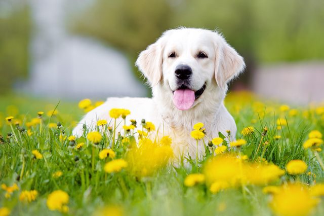 golden retriever dog outdoors in summer