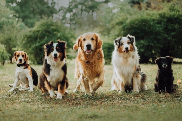 many dogs run on grass. green parck background