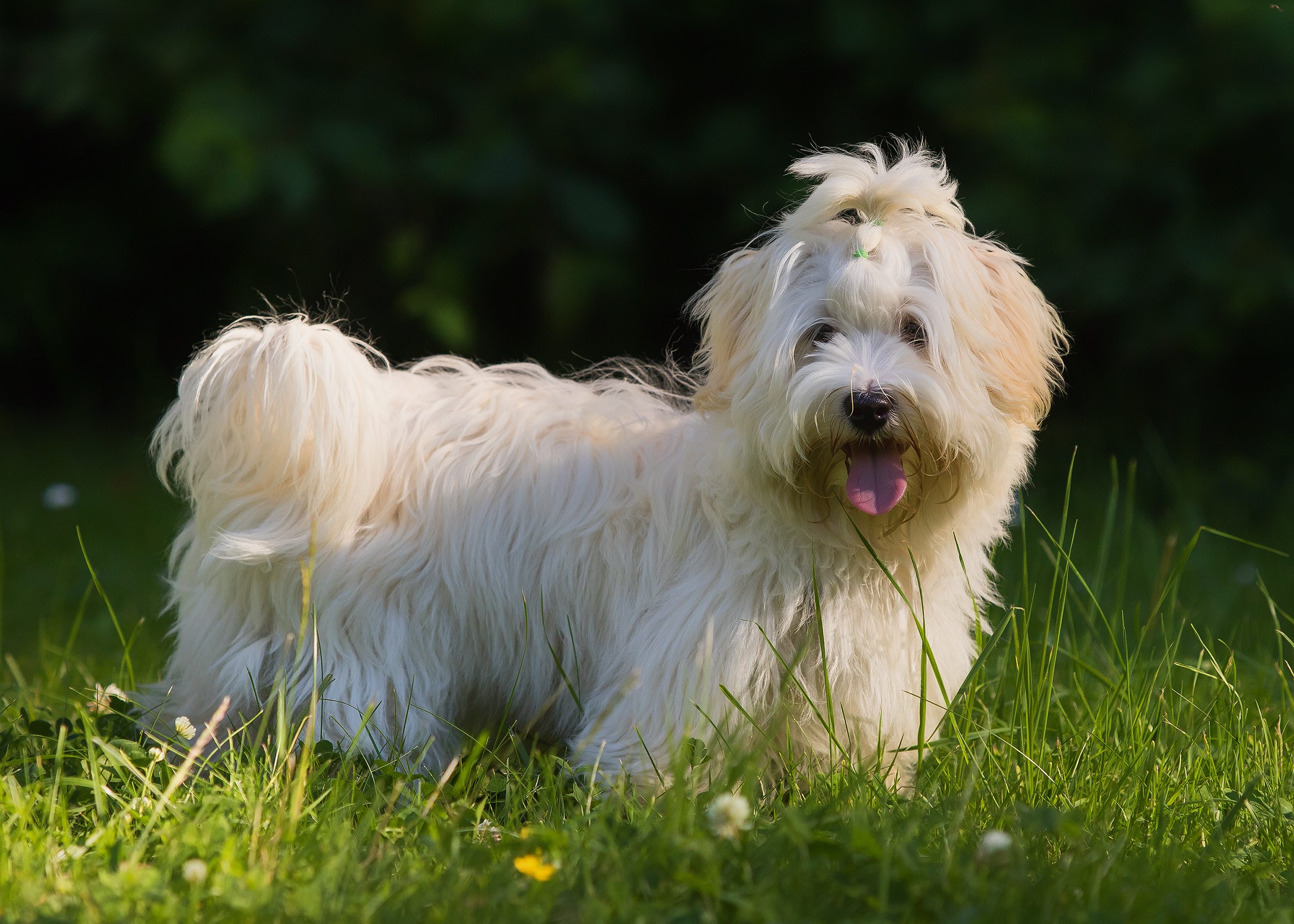 havanese dog on meadow