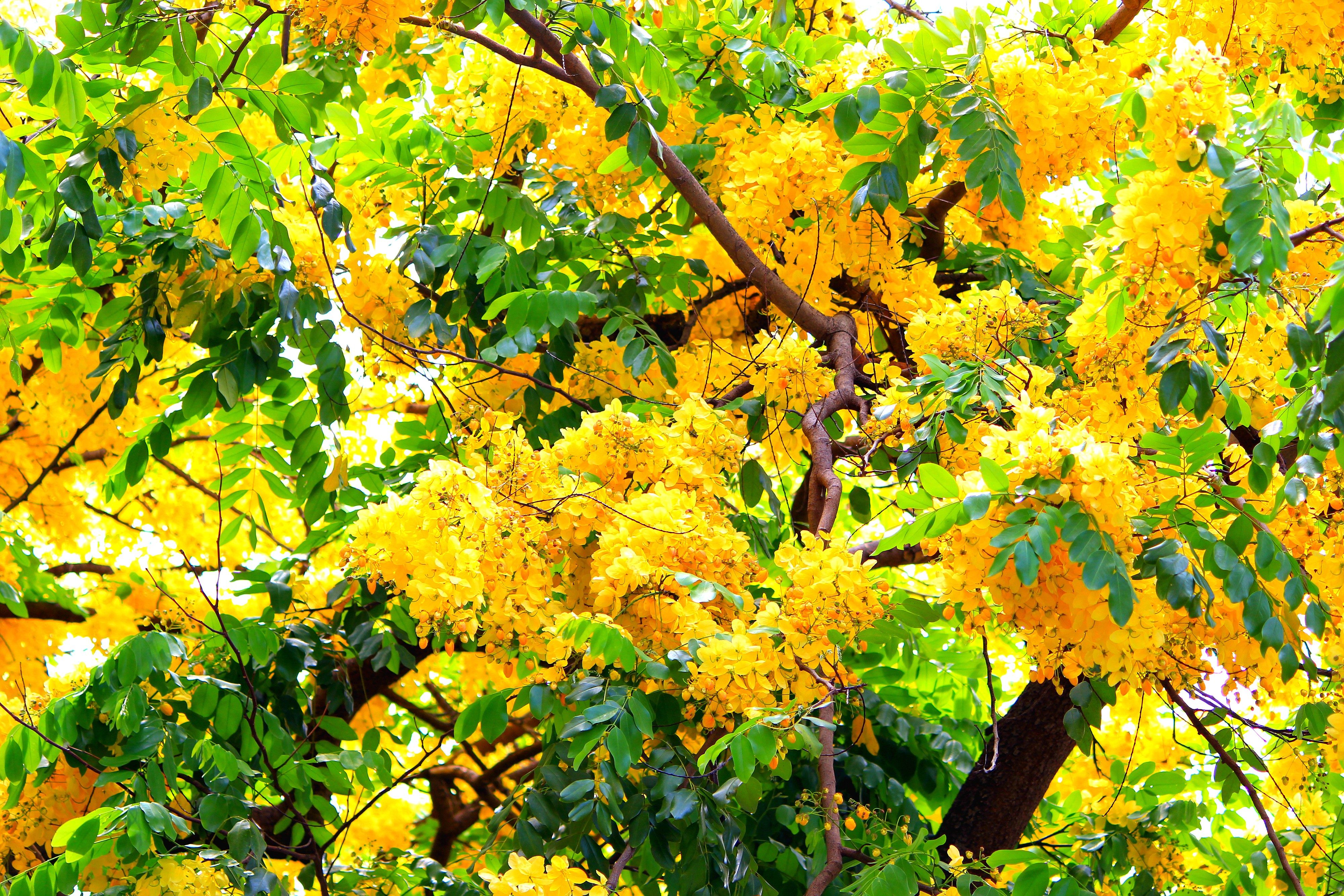 fall in Hawaii