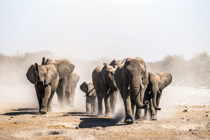 A herd of elephants approaches a waterhole in Etosha national park. Northrtn Namibia, Africa.