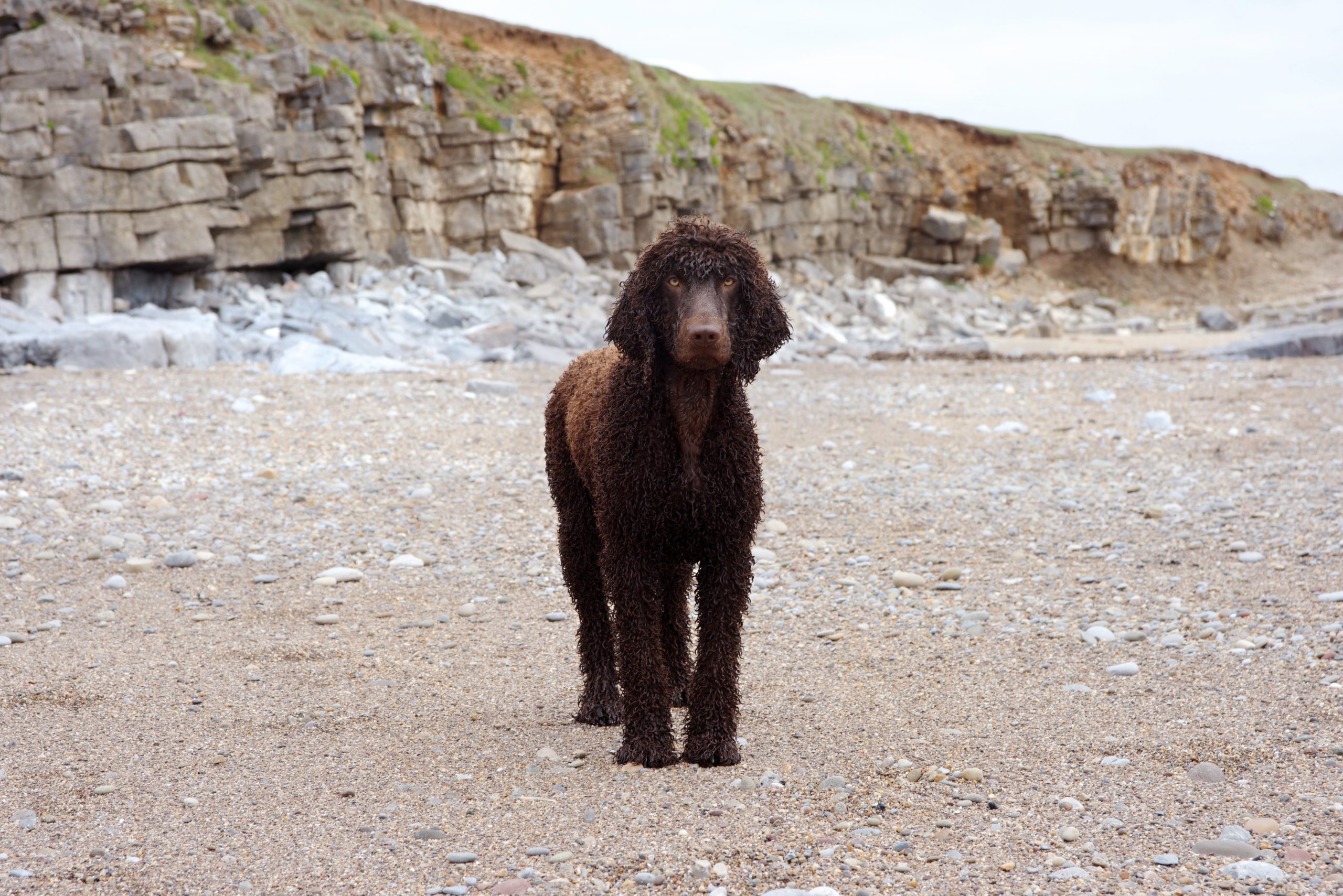 Irish Water Spaniel on a winter beach.