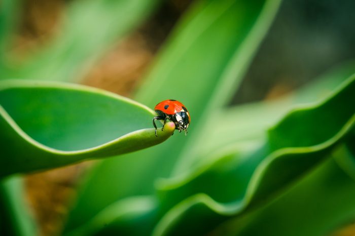 the side of wild red ladybug coccinellidae anatis ocellata coleoptera ladybird on a green grass.