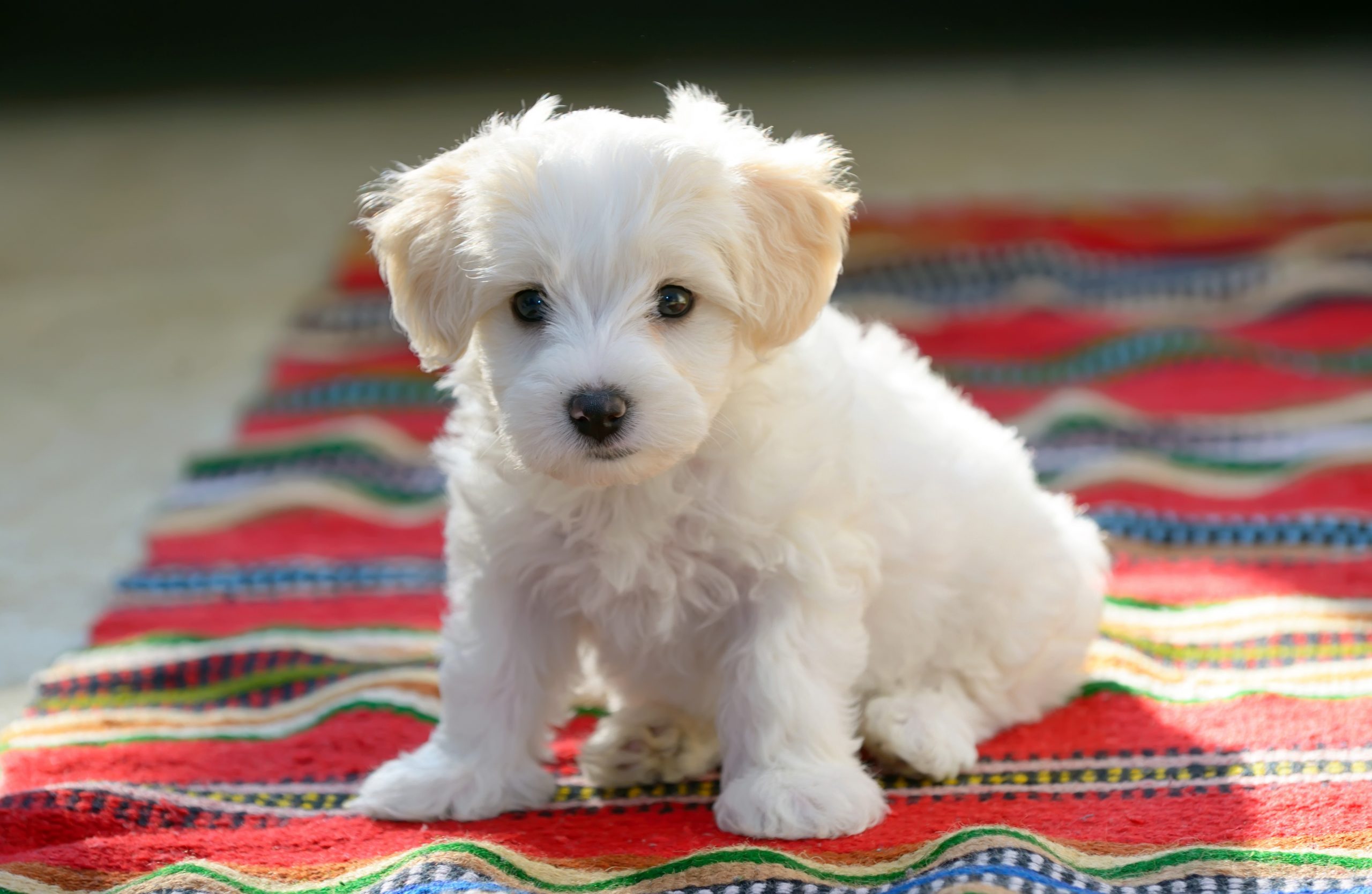 White puppy maltese dog sitting on red carpet