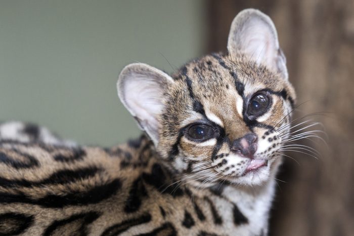 Margay, Leopardus wiedii, beautiful South American cat