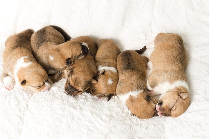 Adorable newborn Corgi Puppies. Mother is a CARDIGAN WELSH CORGI and the father is a PEMBROKE WELSH CORGI.