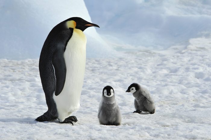 Emperor Penguins with chicks