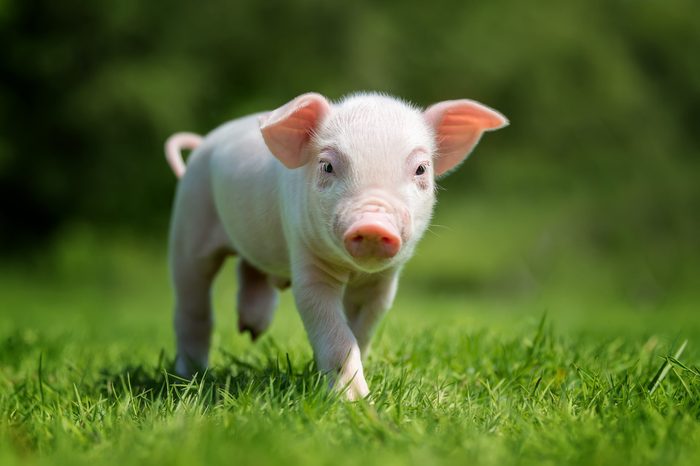 Newborn piglet on spring green grass on a farm