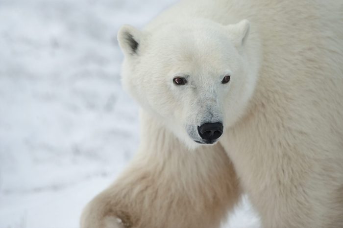 Portrait of a polar bear. Close up a portrait of a polar bear.