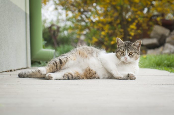 Pregnant cat lying outdoor with funny pose 