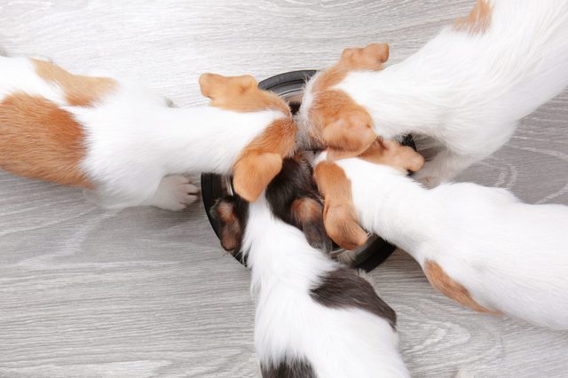 Cute funny dogs eating dry food at home