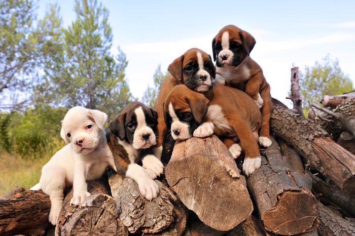 five purebred puppies boxer on the wood