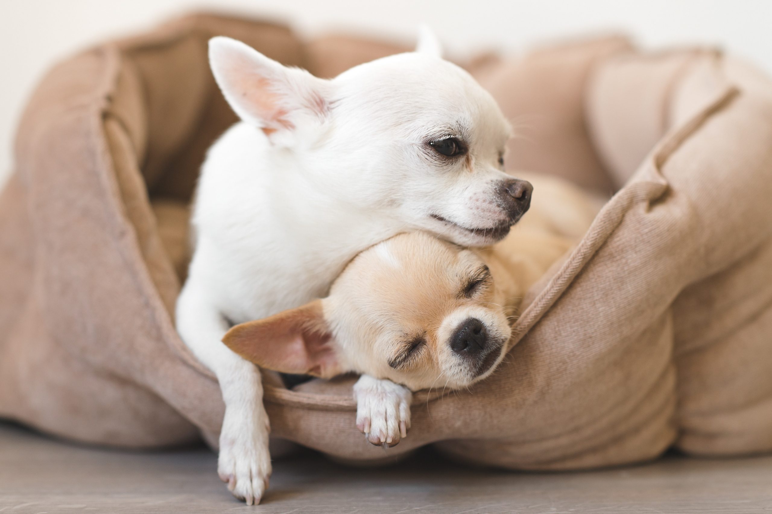 How Long Do Chihuahuas Live?