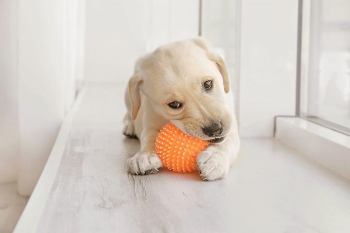 Cute labrador retriever puppy playing with rubber ball while lying on window sill at home