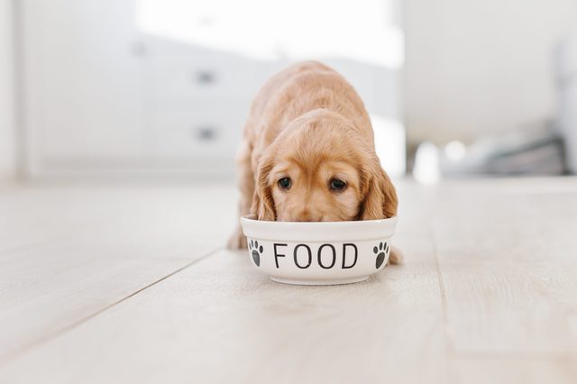 English cocker spaniel puppy eating dog food from ceramic bowl