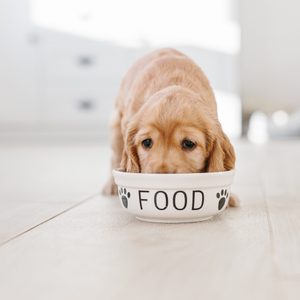 English cocker spaniel puppy eating dog food from ceramic bowl