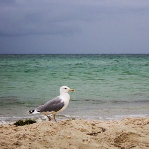 seagull on beach