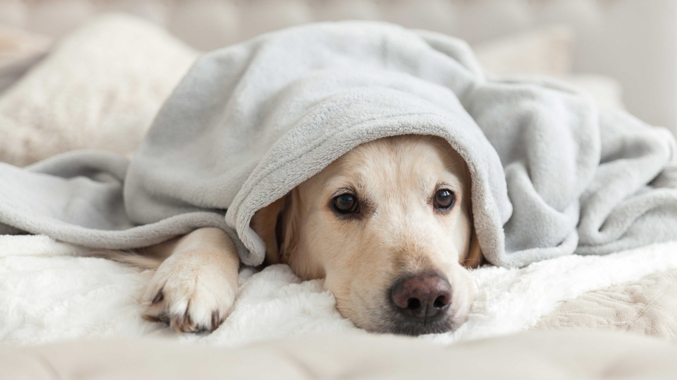 6 Dog Seizure Symptoms to Watch For