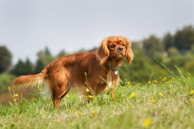 Purebred dog outdoors on a sunny summer day.