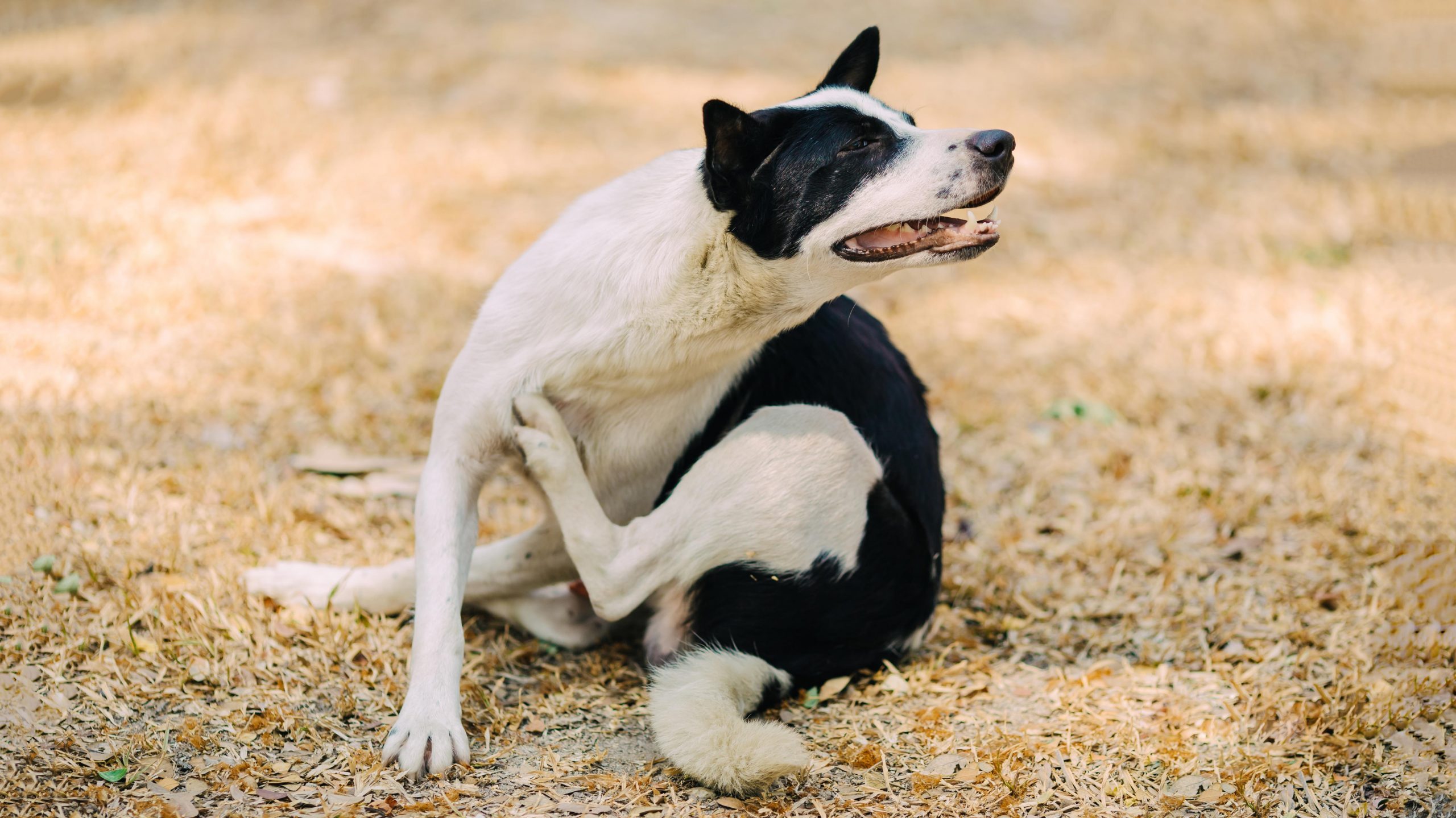 9 Possible Reasons Your Dog Is So Itchy