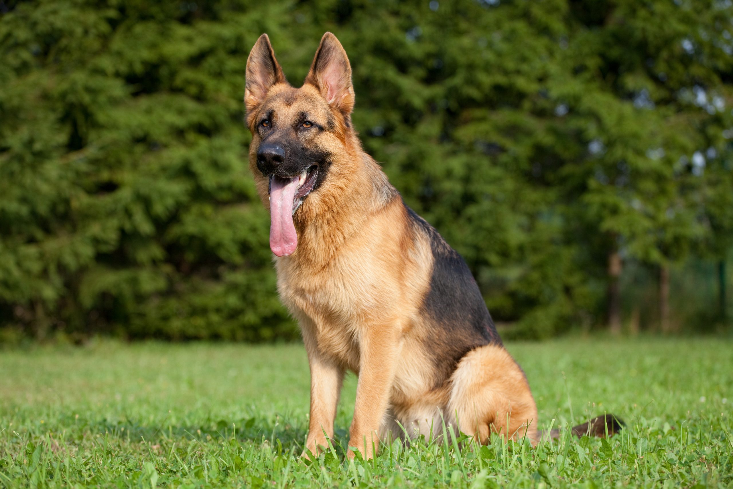 After Surviving a Bullet, This Police Dog Changed the Law