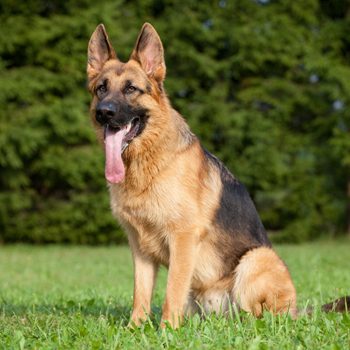 german shepard dog sitting grass police shooting