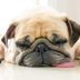 Lethargic Dog: 5 Signs You Need to Call the Vet