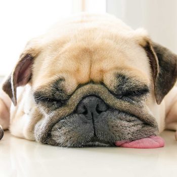 Adorable pug dog lying on floor at home