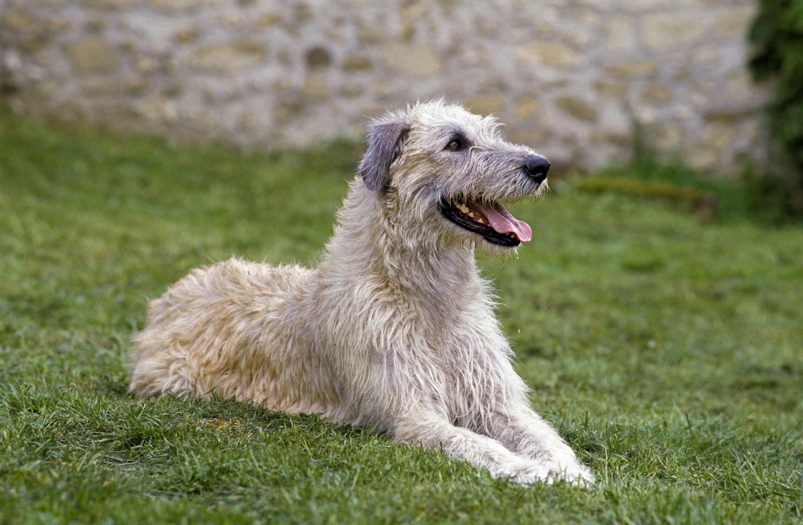 Irish wolfhound sitting in the grass