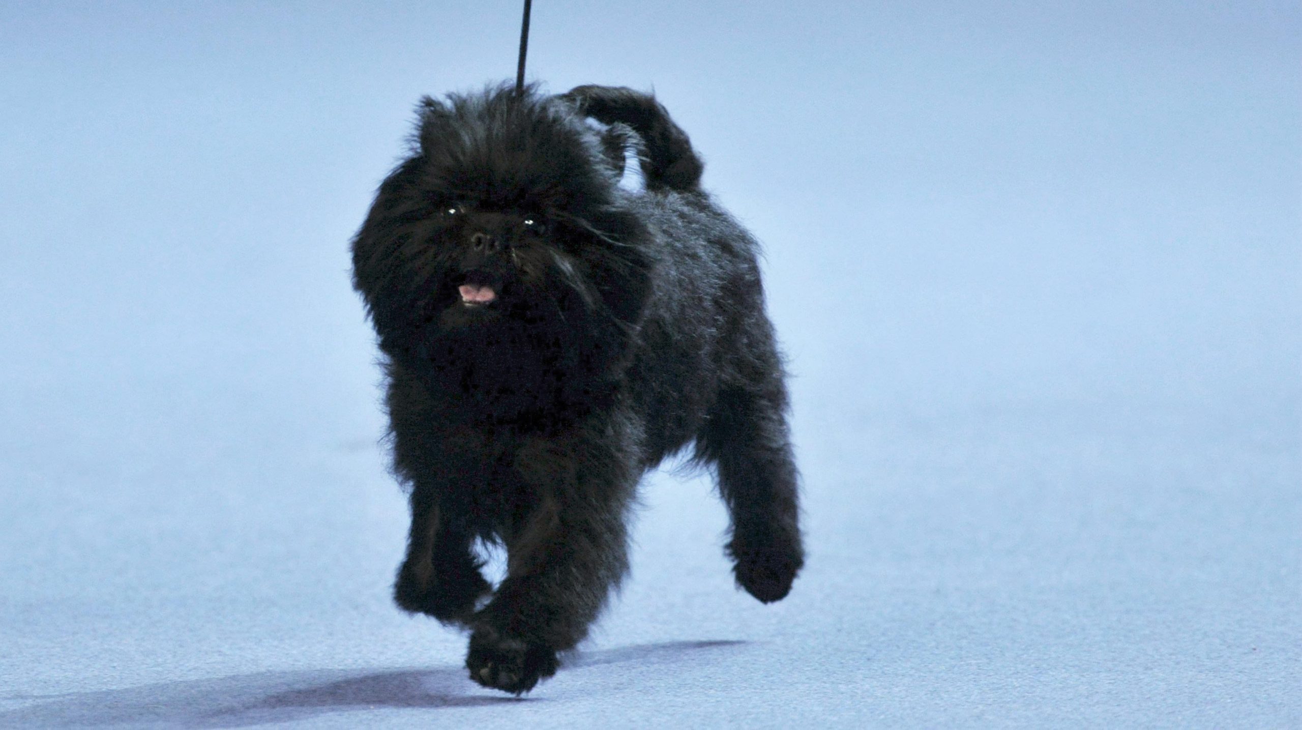 affenpinscher running in competition