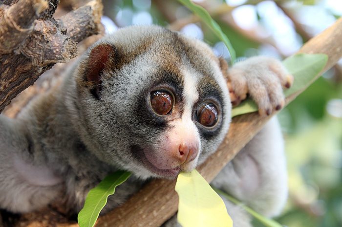 slow loris monkey on tree