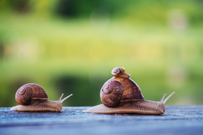 Snail brown at the green backgroud racing at the blue wood