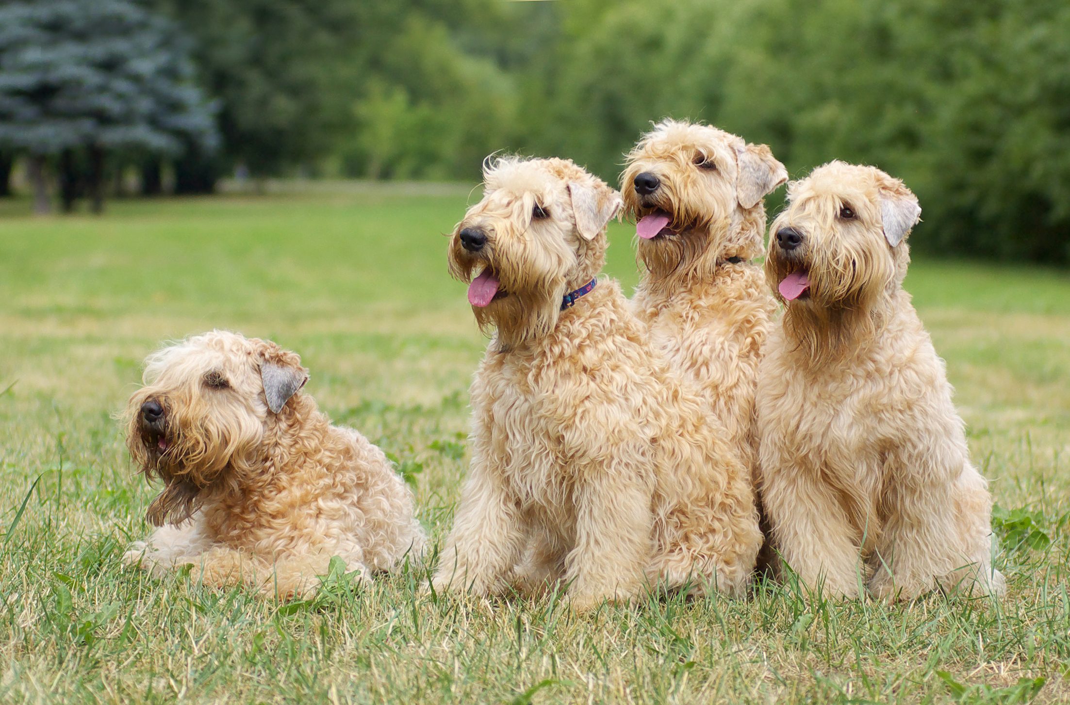 Ireland soft coated wheaten terriers -summer group portrait