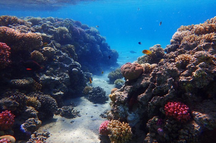 coral reef in Egypt with color nature