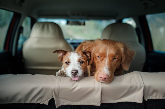 two happy dogs in the car peep out. Jack Russell Terrier. Nova Scotia Duck Tolling Retriever