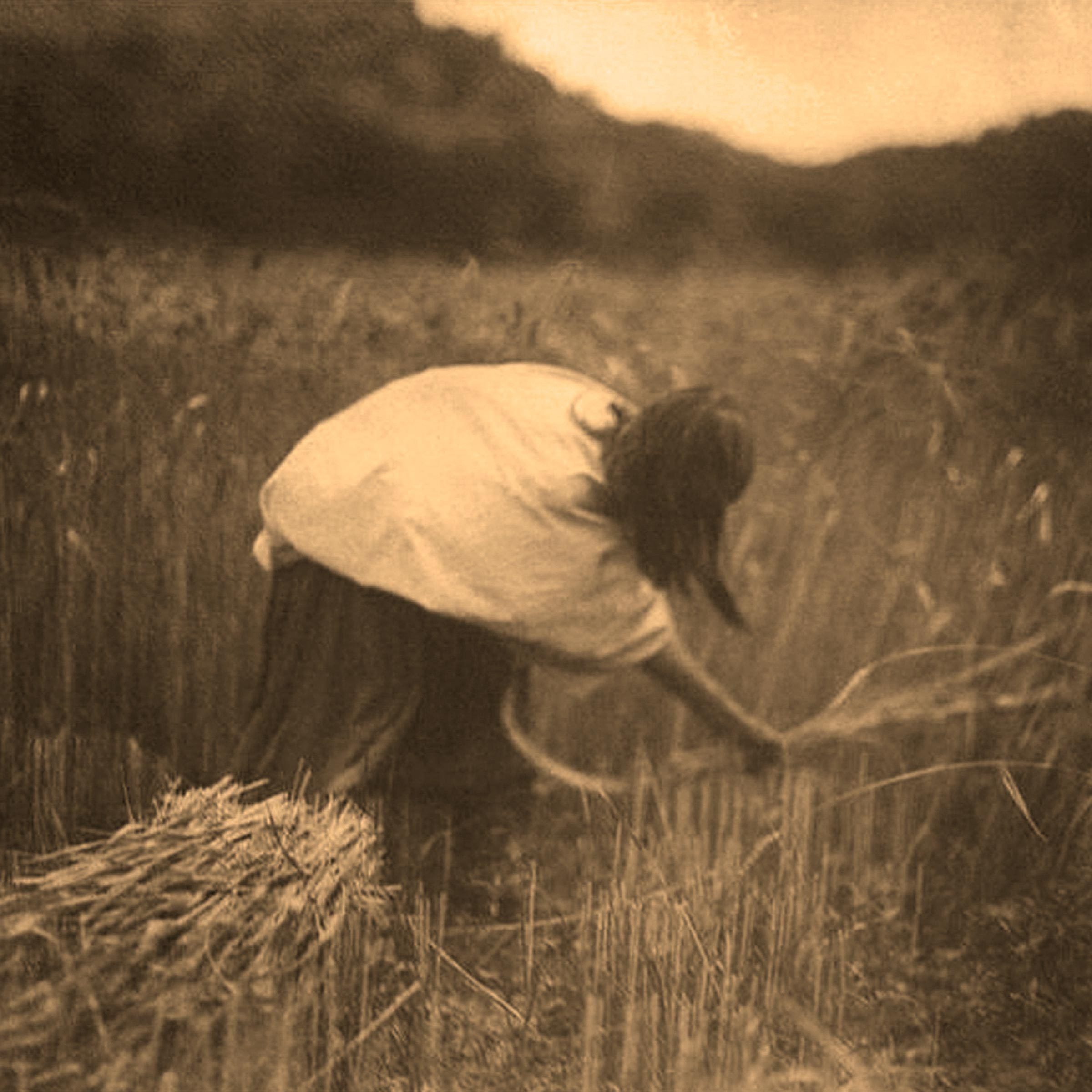 Native American Indian: Apache reaper, c1906. Photograph by Edward Curtis (1868-1952)