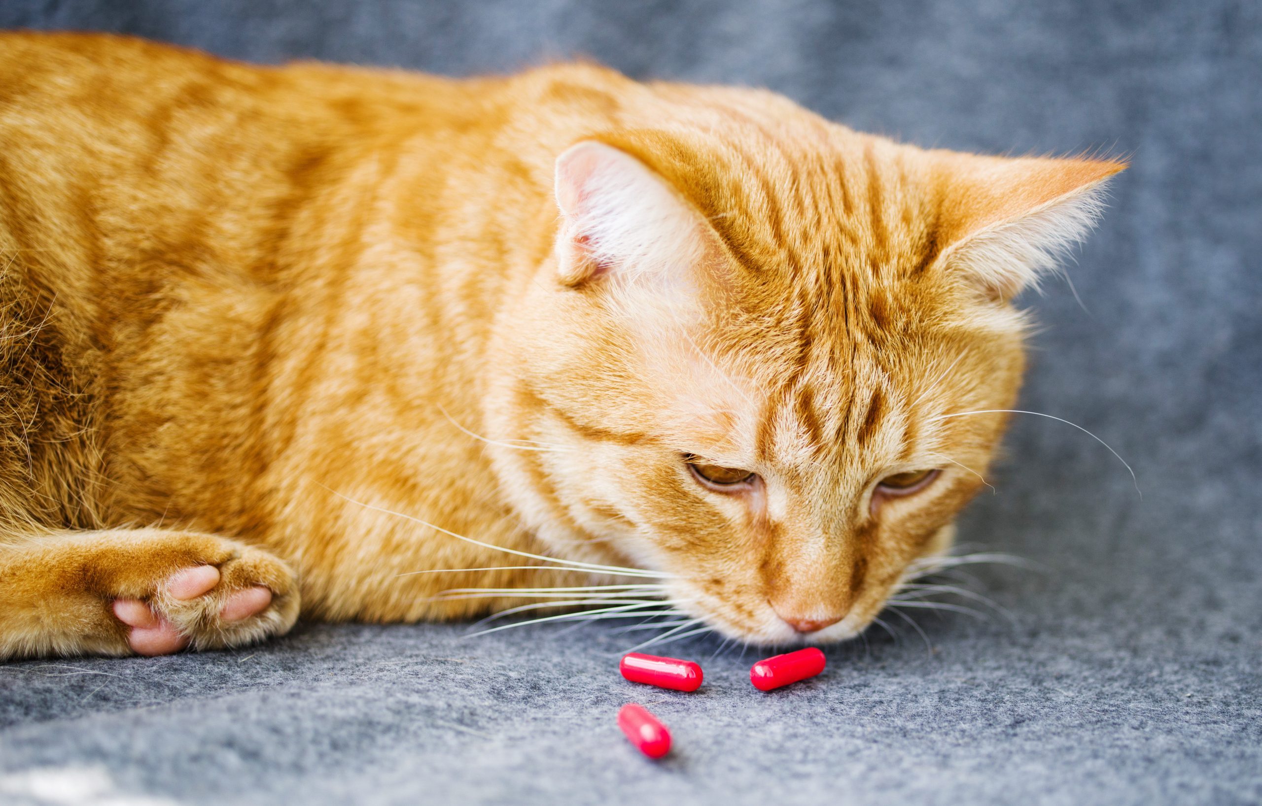 How to Give a Cat a Pill—and Actually Get Your Cat to Swallow It