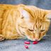 How to Give a Cat a Pillâ€”and Actually Get Your Cat to Swallow It