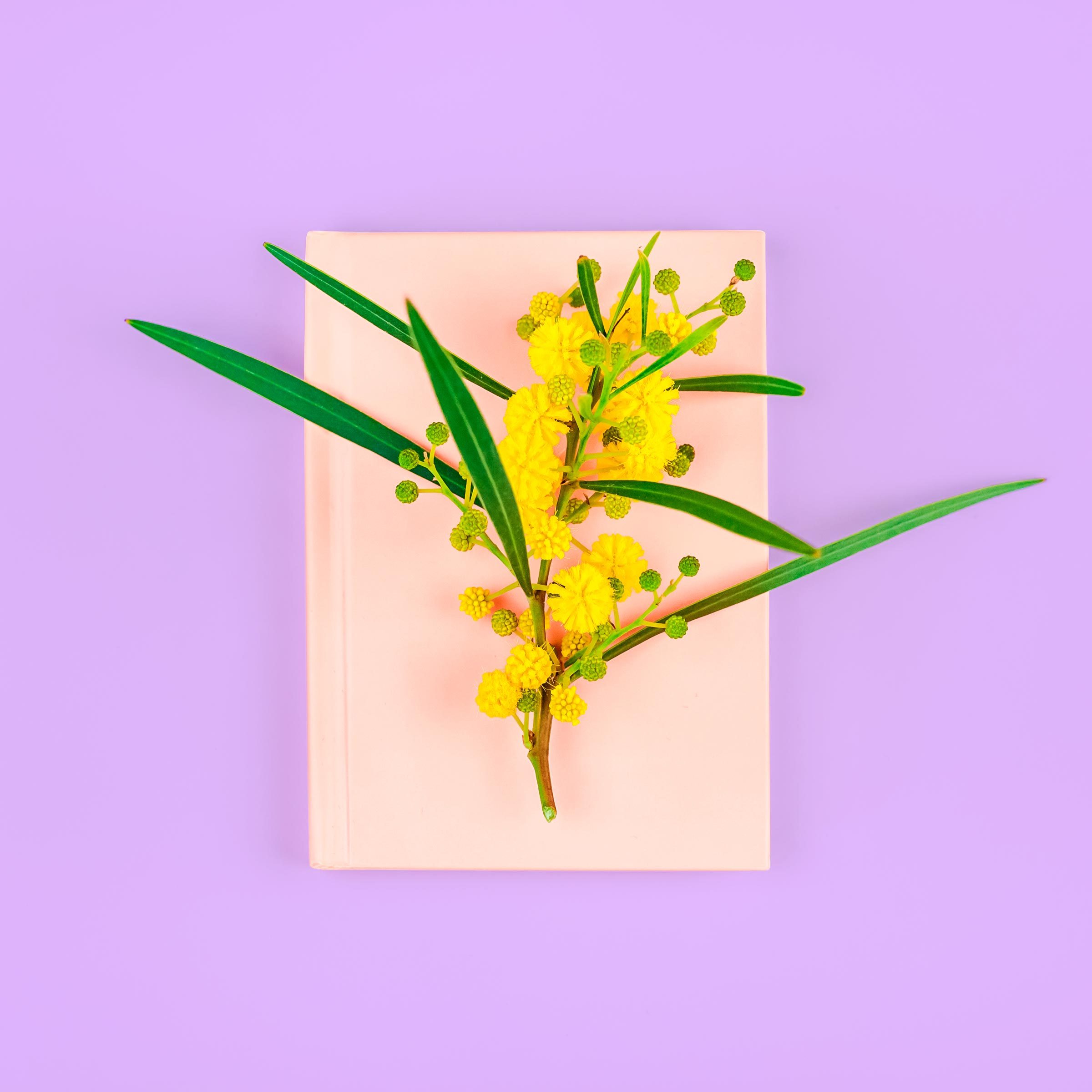 a flower on top of a book on a purple background