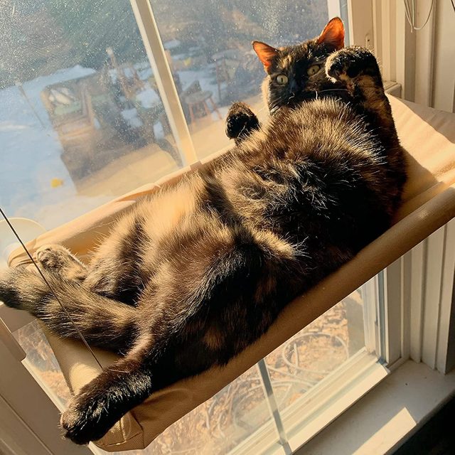 Petpawjoy Cat Window Perch