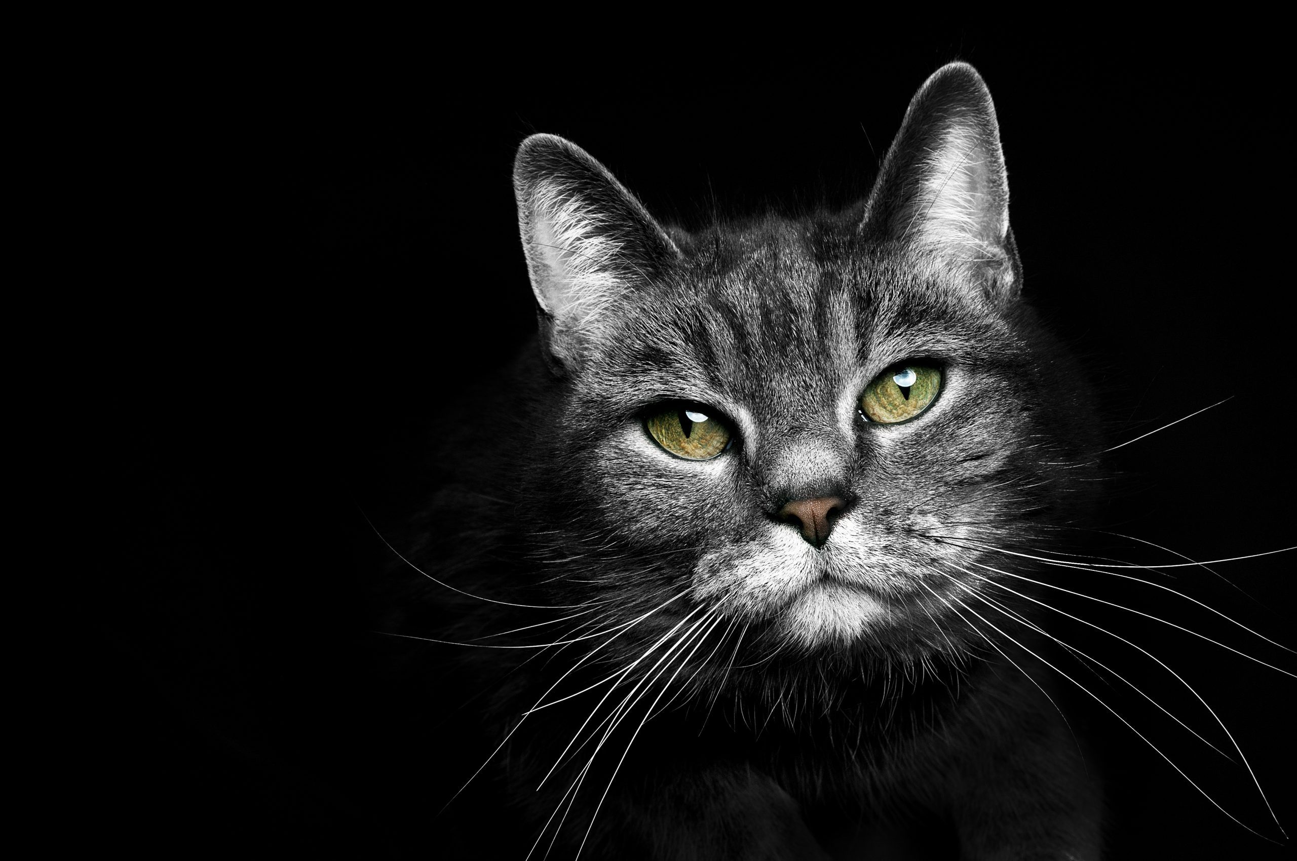 beautiful portrait of a grey cat on a black background