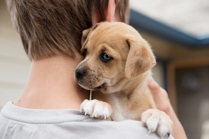 Young Boy Holding His New Terrier Mix Puppy 