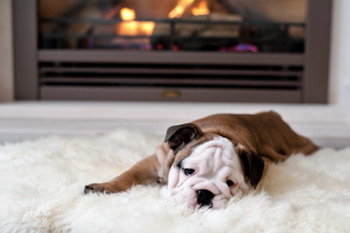 english bulldog puppy lies by the fireplace - 8 weeks old