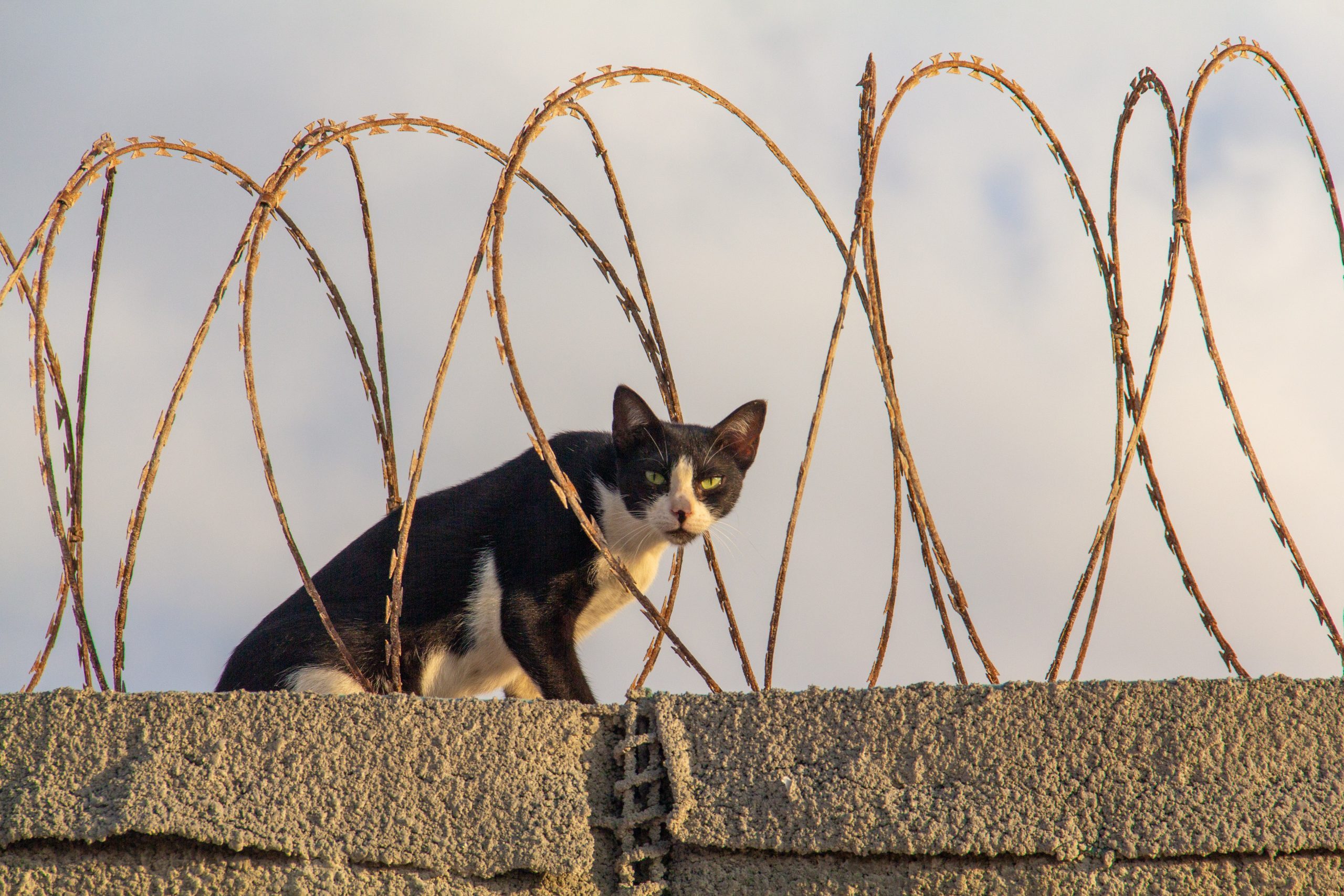 A black and white bicolor tuxedo cat with green eyes looks at the camera while sitting among barbed razor wire atop